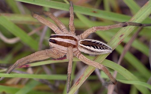 rabid wolf spider