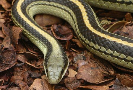 Backyard Beasts - April, 2011: Texas Patchnose Snake