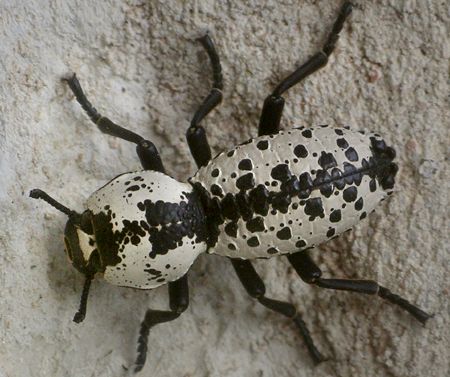 ironclad beetle