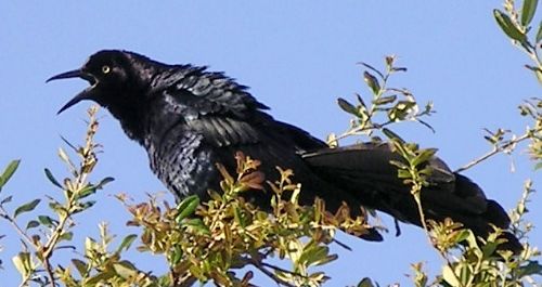 great-tailed grackle