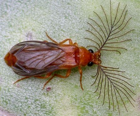 male glowworm