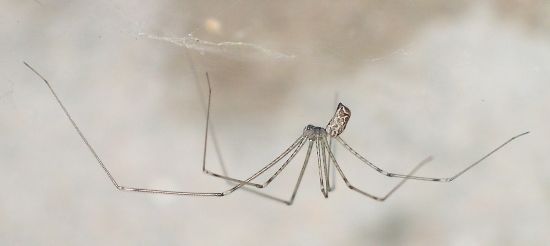 marbled cellar spider