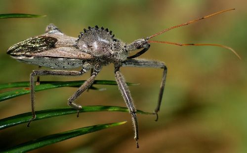 wheel bug