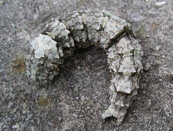 Ilia underwing caterpillar