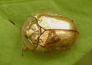 golden tortoise beetle