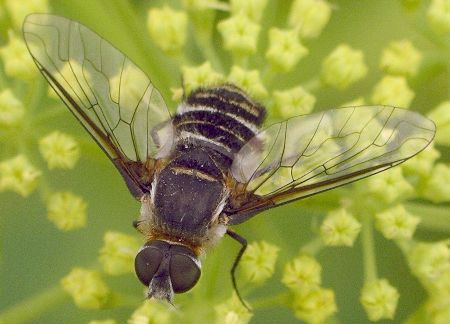 bee fly