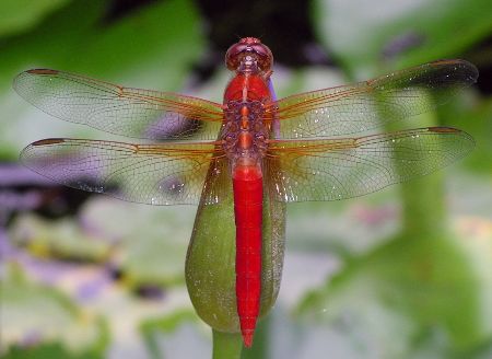 neon skimmer