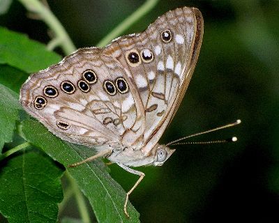 hackberry emperor