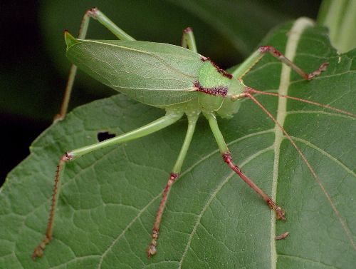 truncated true katydid
