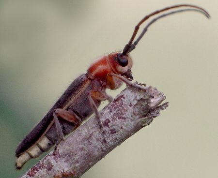 firefly mimic longhorn