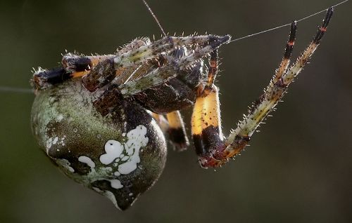 giant lichen orbweaver