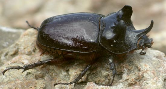 ox beetle