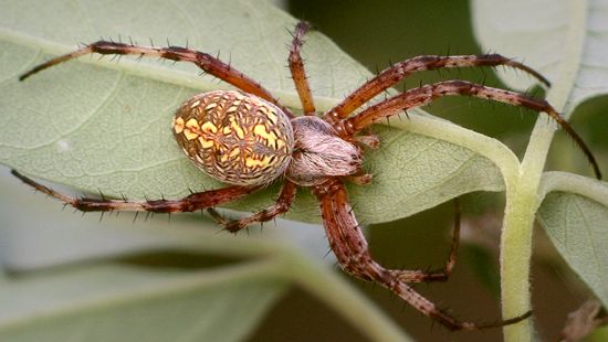 western spotted orbweaver