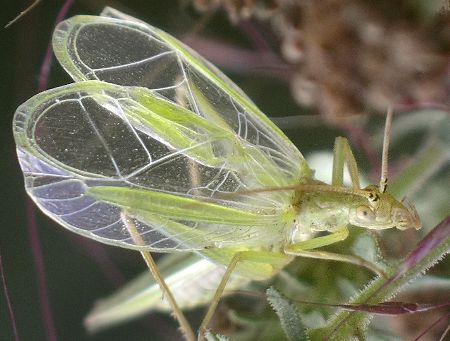 prairie tree cricket