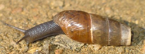 decollate snail