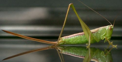 straight-lanced meadow katydid