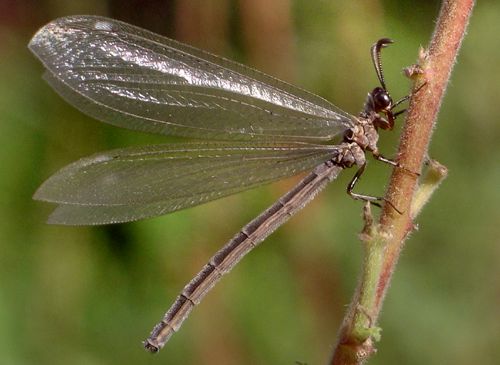 antlion