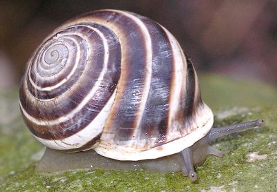 banded garden snail