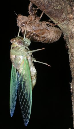 annual cicada