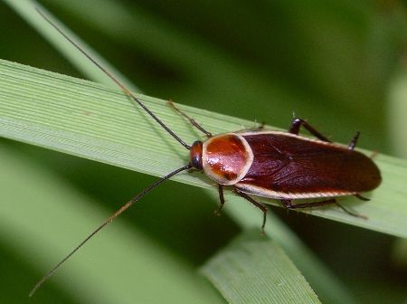 pale-bordered field cockroach