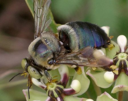 eastern carpenter bee