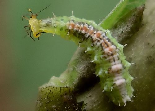 hover fly larva