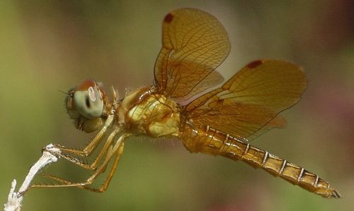 eastern amberwing