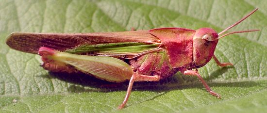 northern green-striped grasshopper