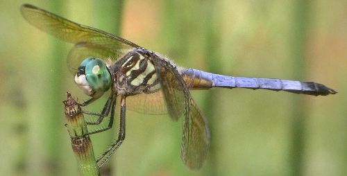 blue dasher