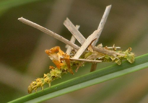 camouflaged looper