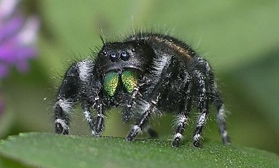 bold jumping spider