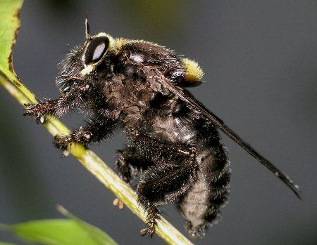 robber fly