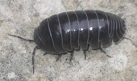 pillbug