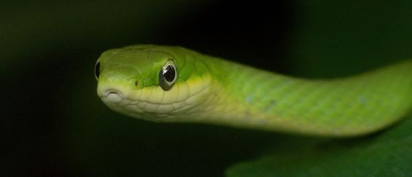 rough green snake