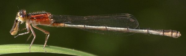 Rambur's forktail