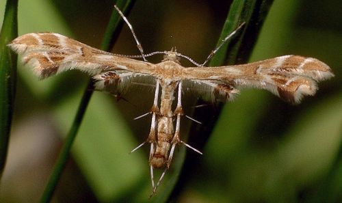 grape plume moth