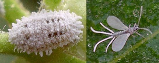 mealybugs