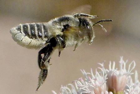 leaf-cutter bee