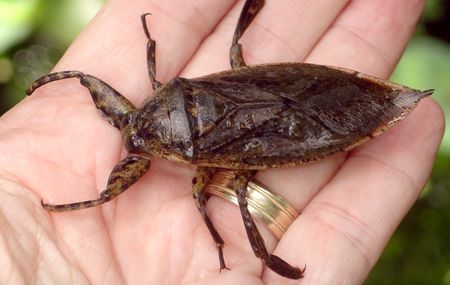 giant water bug