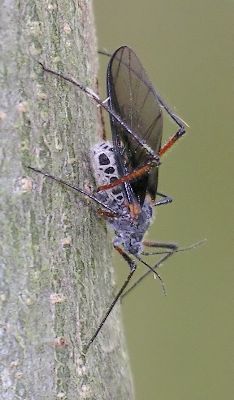 giant bark aphid