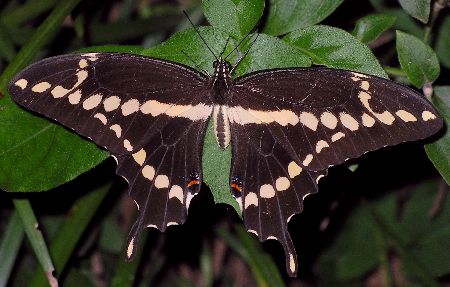 giant swallowtail