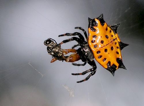 spiny-backed orbweaver