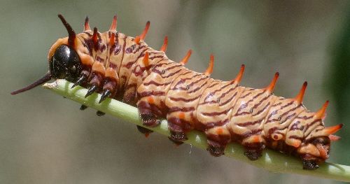 polydamas swallowtail larva
