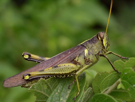 obscure bird grasshopper