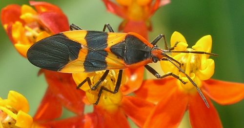 large milkweed bug