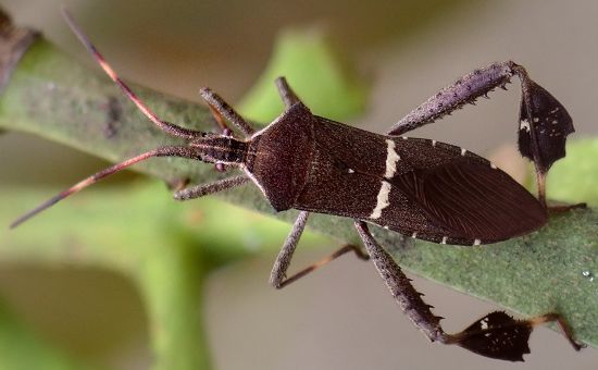 eastern leaf-footed bug