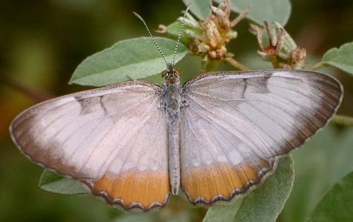 common mestra