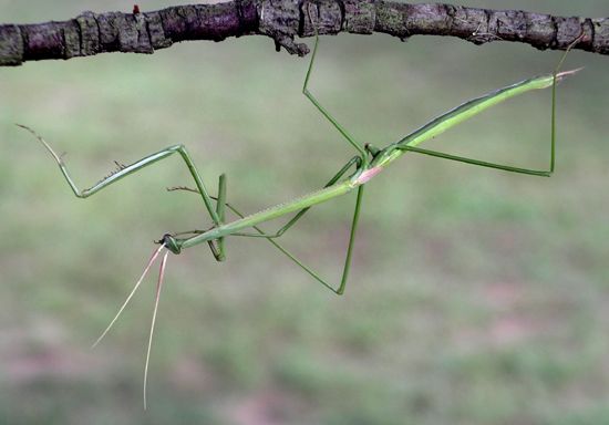 northern grass mantis