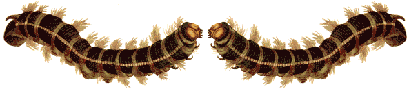Caterpillar Pair