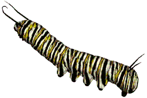 Starry Caterpillars
